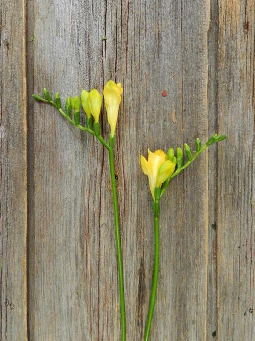 Freesia--YELLOW  